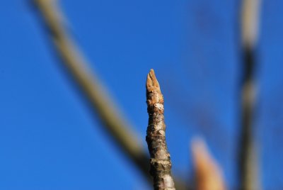 Juglans ailantifolia 'Cordiformis' - ořešák pajasanovitý - pupen